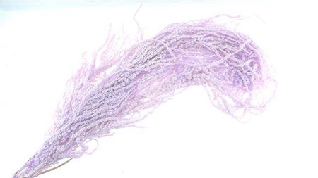 <h4>Dried Amaranthus Lavendel</h4>