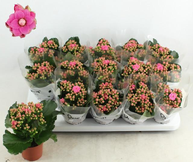 <h4>KAL GE RF AUDREY</h4>