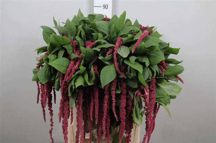 Amar Ca Red Cord