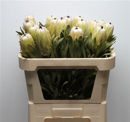 Protea White Night