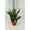 Sansevieria Moonshine P24 H70