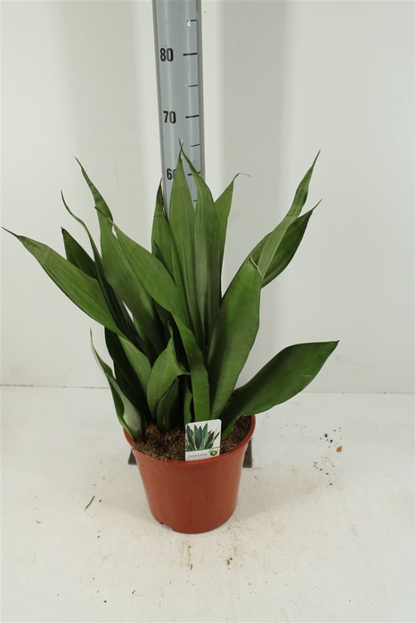 Sansevieria Moonshine P24 H70