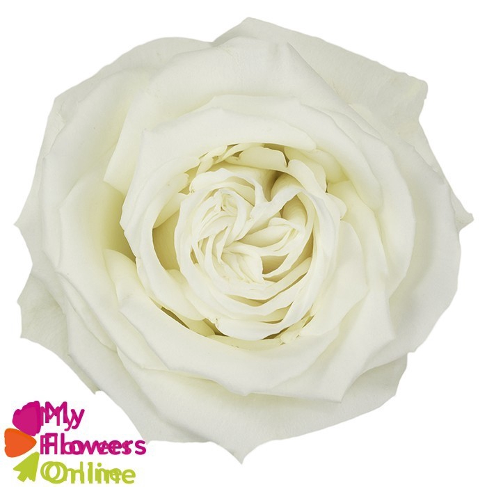 <h4>R Gr Playa Blanca White 50cm EC</h4>