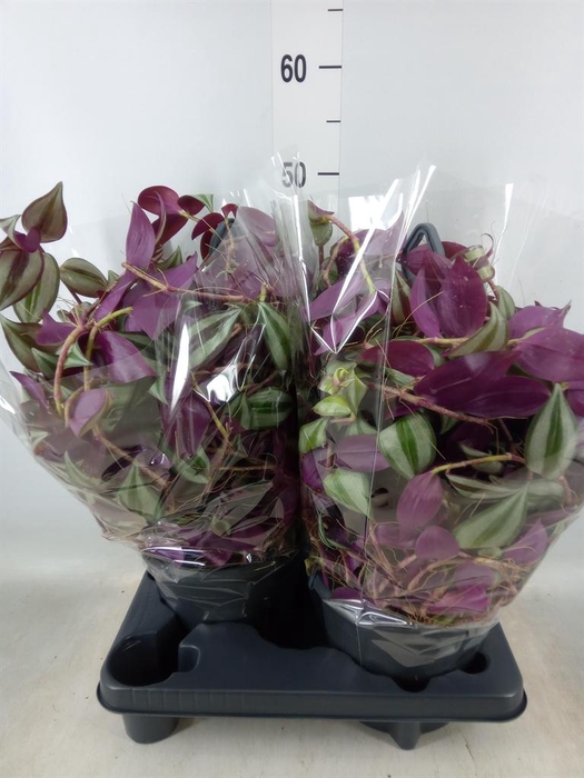 <h4>Tradescantia zebr.</h4>