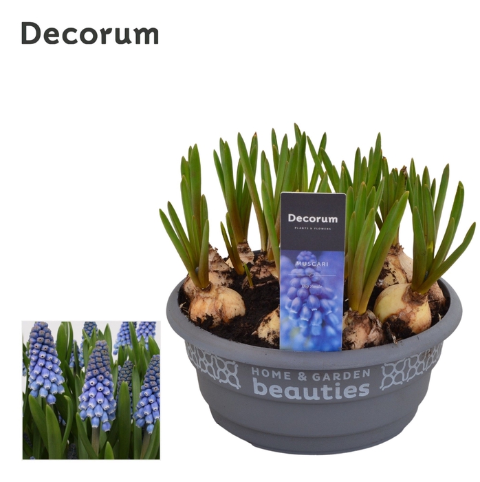 Muscari Big Smile