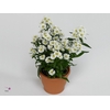Aster Starletta Serie white