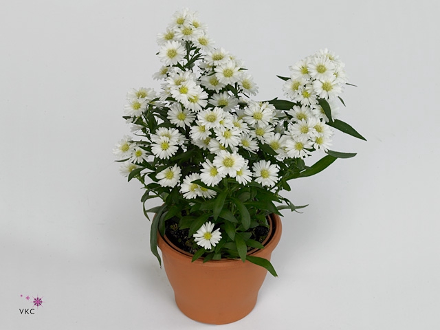 Aster Starletta Serie white
