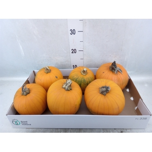 Cucurbita max. 'Halloween'