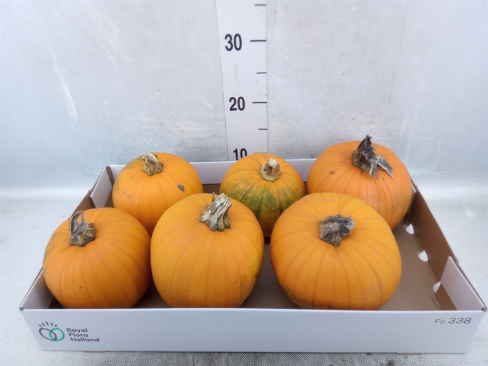 Cucurbita max. 'Halloween'