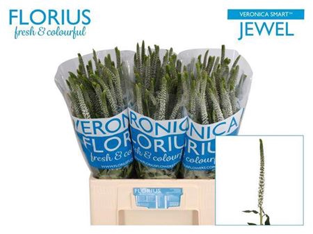 <h4>Veron Smart Jewel</h4>