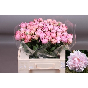 PAEO L MARGUE GERARD