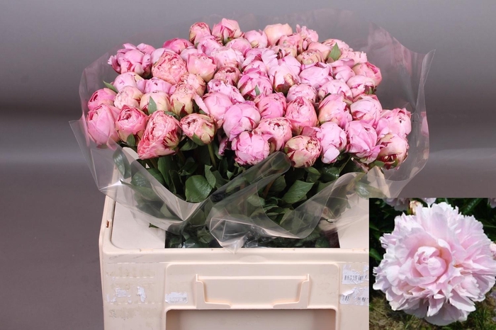 <h4>PAEO L MARGUE GERARD</h4>