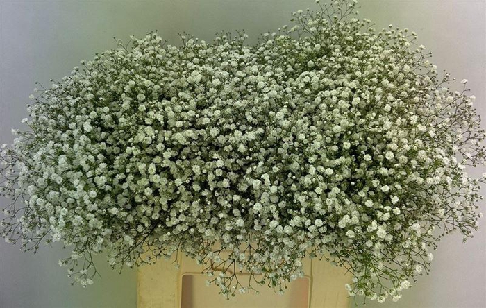 <h4>Gyps Pa Xlence</h4>