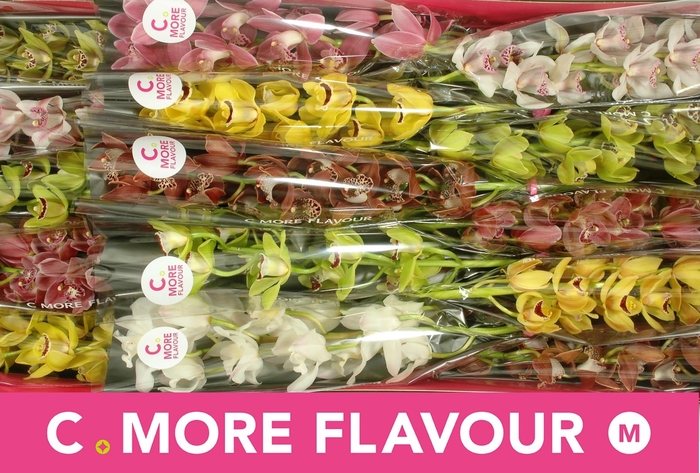 <h4>CYMB MI GEM</h4>