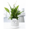 Spathiphyllum in P&PURE Jade ceramics