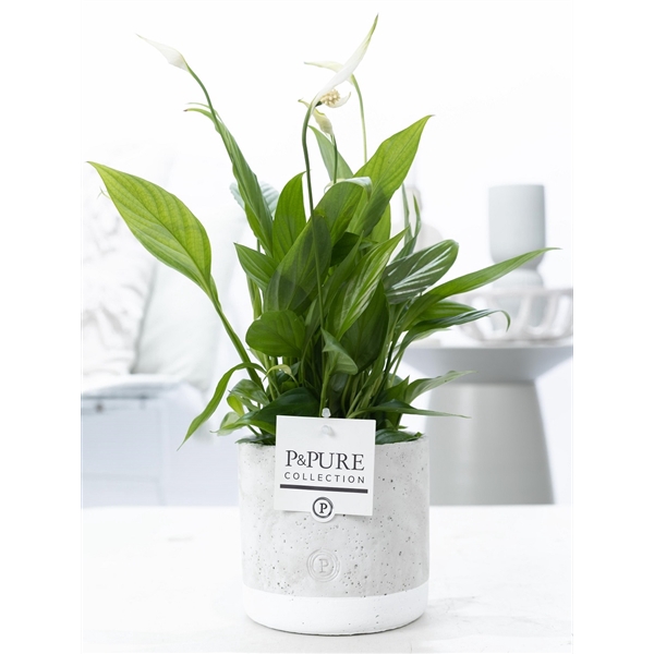 <h4>Spathiphyllum in P&PURE Jade ceramics</h4>