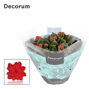 Kalanchoe Decorum - Red