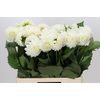 Dahlia Boom Boom White