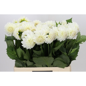 Dahlia Boom Boom White