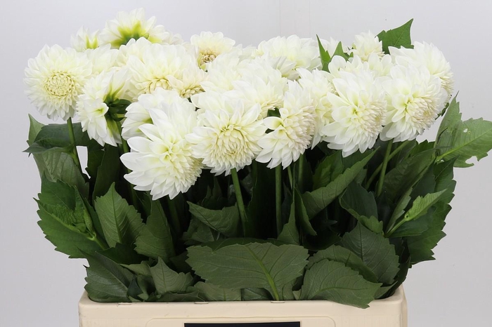 Dahlia Boom Boom White
