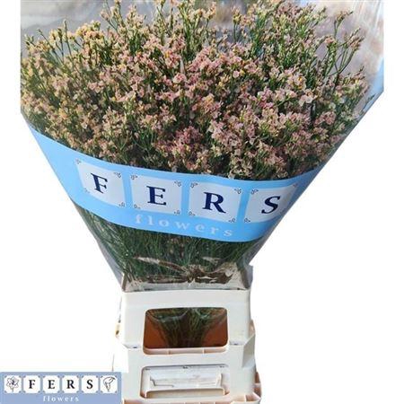 <h4>Lim Sin Max Diamon</h4>