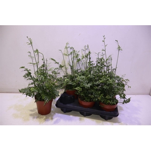 arr8 Pteris Evergemienis