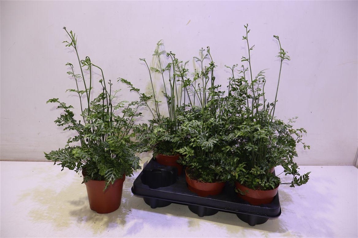 <h4>arr8 Pteris Evergemienis</h4>