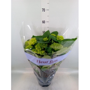 Hydrangea mac. 'Hi River'