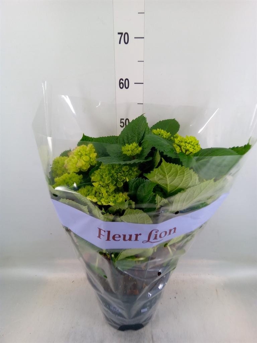 <h4>Hydrangea mac. 'Hi River'</h4>