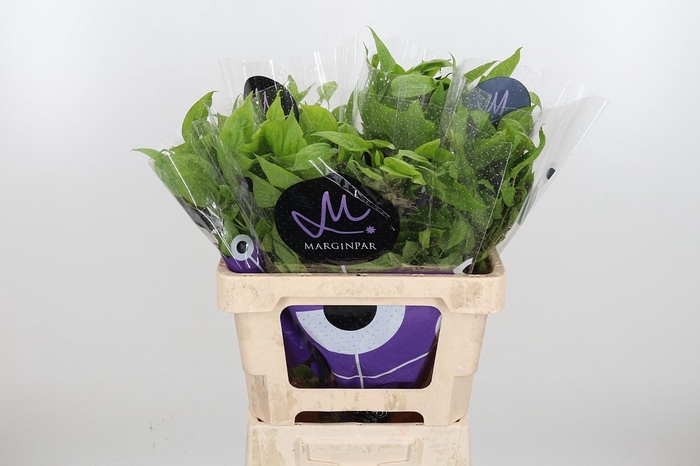 <h4>Clem Amazing Havana</h4>