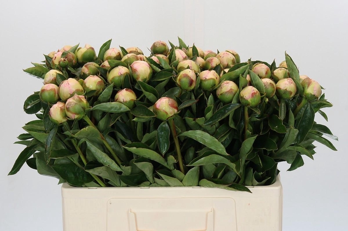 <h4>Paeonia Raspberry Sundae</h4>