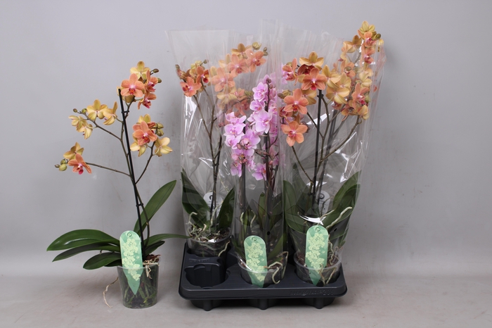 <h4>PHAL MF GEM</h4>