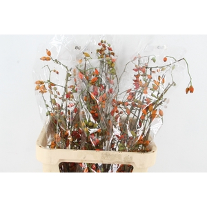 ROSA ZAFFIRO 80CM