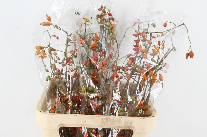<h4>ROSA ZAFFIRO 80CM</h4>