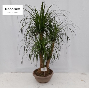 Beaucarnea vertakt op nummer 08