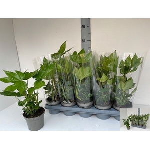 FATSIA OV