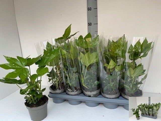 <h4>FATSIA OV</h4>