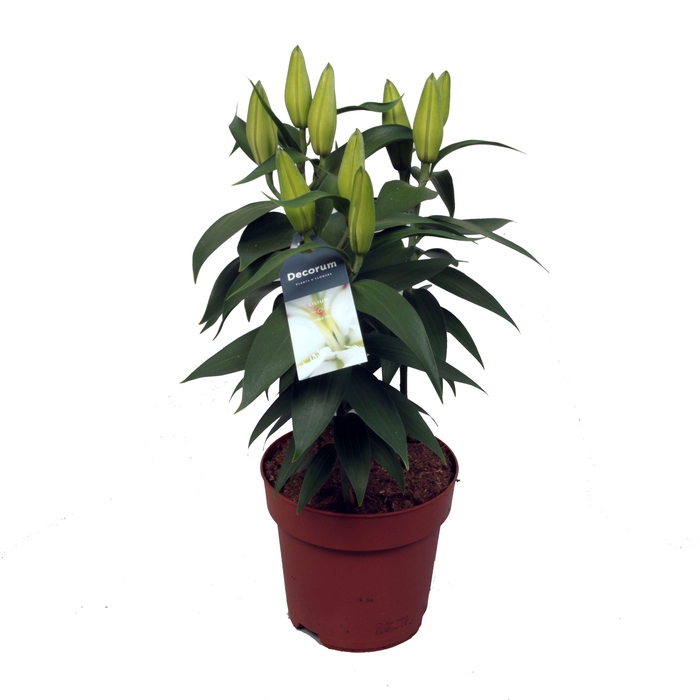 <h4>Lilium Or Starlight White 17cm</h4>