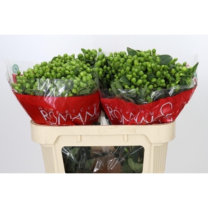 Hypericum Jungle Romance Spray