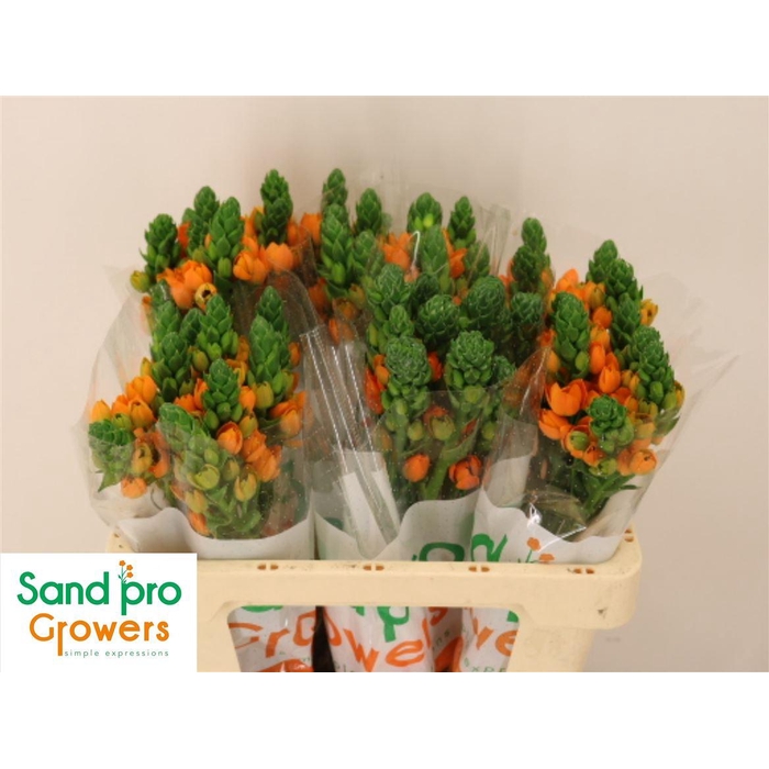 <h4>Ornit Db Sunray</h4>