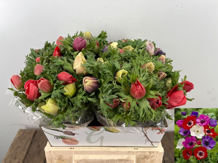 <h4>ANEM CO MAR GEM</h4>