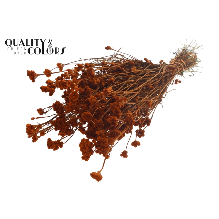 <h4>Lona per bunch Terracotta</h4>