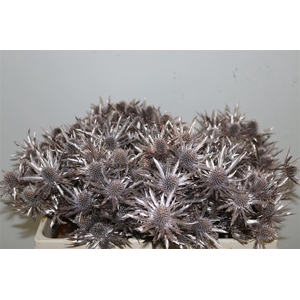 Eryngium Kb Champagne