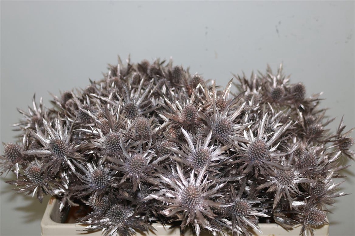 <h4>Eryngium Kb Champagne</h4>