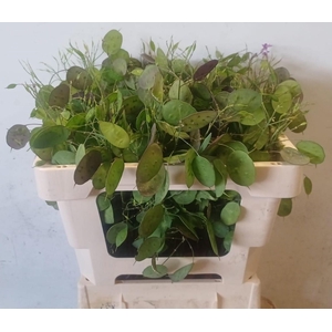 LUNARIA ANN PAARSE P