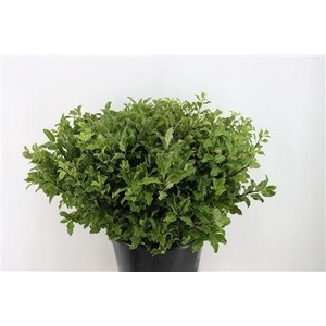 PITTOSPORUM BS