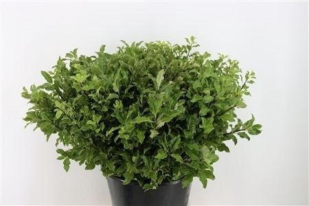 <h4>PITTOSPORUM BS</h4>