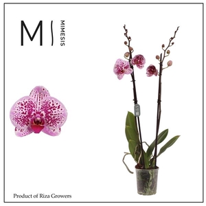 Mimesis Phal. Mesmerion - 2 spike 12cm