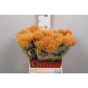 Leuco Ayoba Peach
