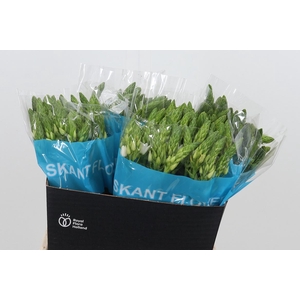 Ornithogalum T Mount Fuji